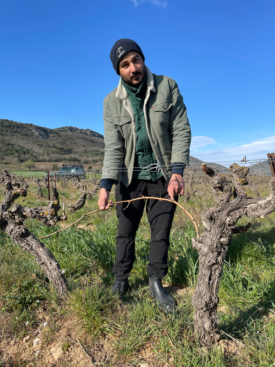 Myrko Tepus in the vineyards illustrating vineyard management